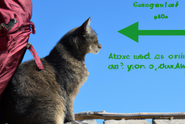 How to travel with your cat? - L'Oiseau Rose